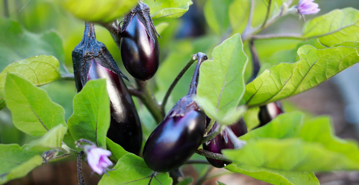 Le papeton d’aubergines : un minimum d’effort pour un maximum d’effet !&nbsp;